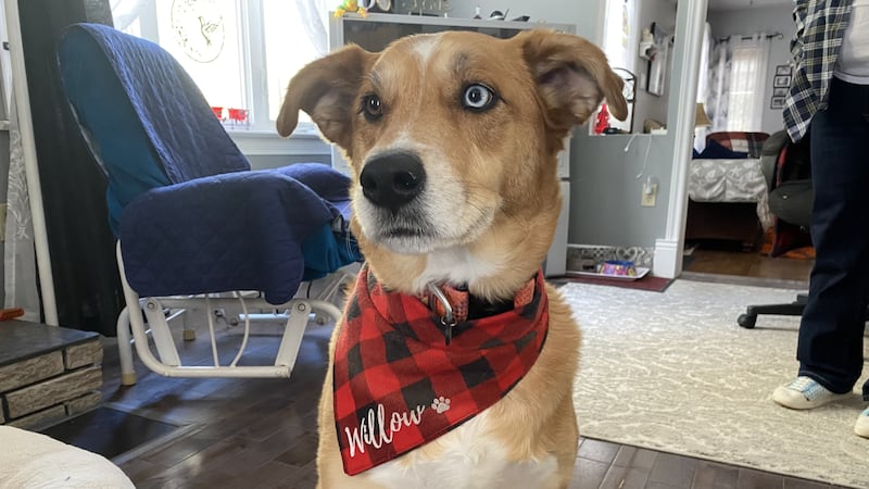 N.B. dog owner warns public after pet tests positive for THC, cocaine