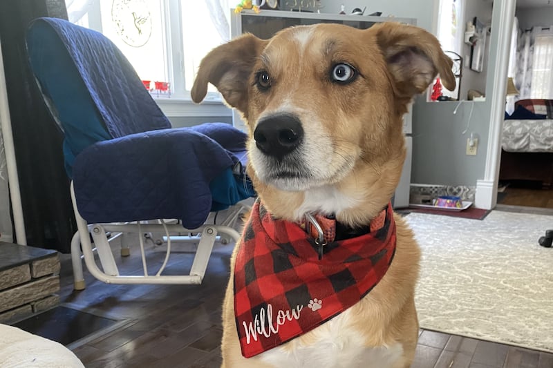 N.B. dog owner warns public after pet tests positive for THC, cocaine