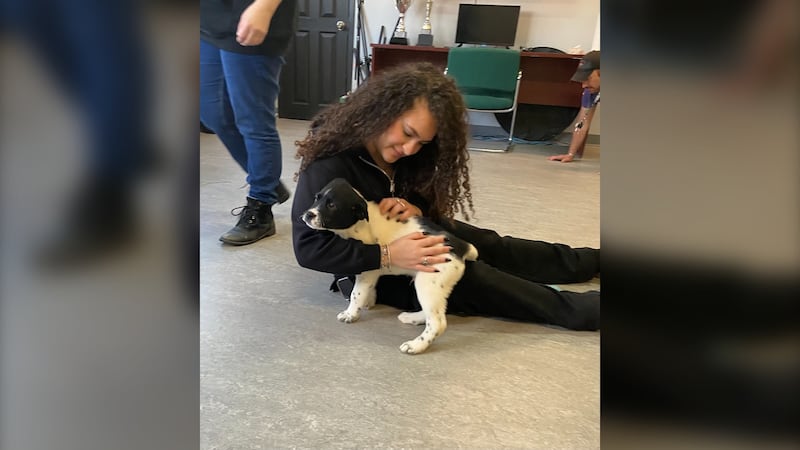 ‘Healthy Moms, Healthy Litters’ program keeps families and pets together in Moncton, N.B.