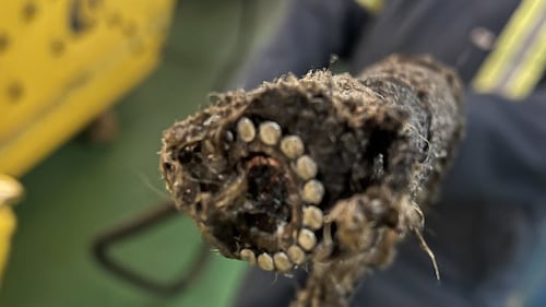 Bell says subsea cable from Cape Breton to Newfoundland was deliberately cut — twice